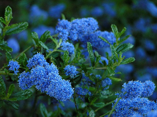 Wild lilac (Ceanothus)