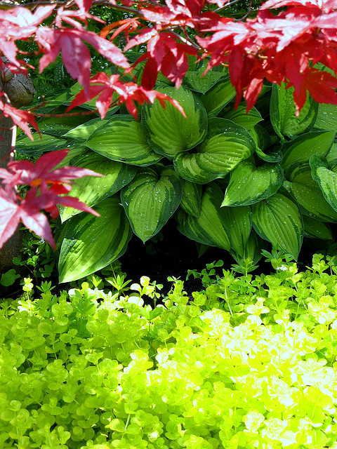 Creeping Jenny