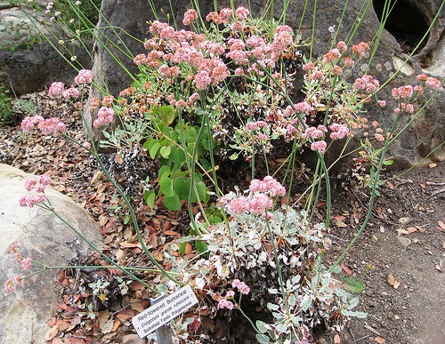 Eriogonum grande rubescens (San Miguel Island Buckwheat)