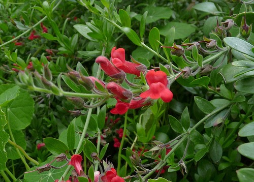 Galvezia speciosa (Island Snapdragon)