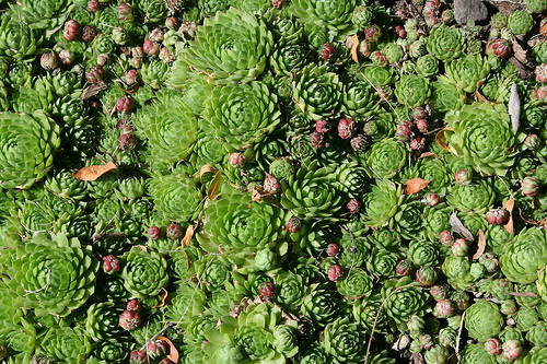 Hens and chicks