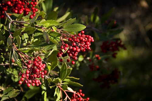 Heteromeles arbutifolia (Christmas Berry)