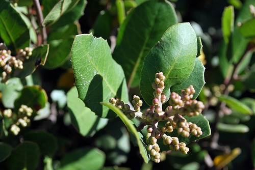 Lemonade Berry (Rhus integrifolia)