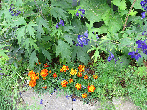 Marigolds