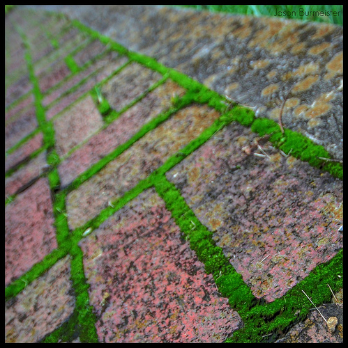 Moss