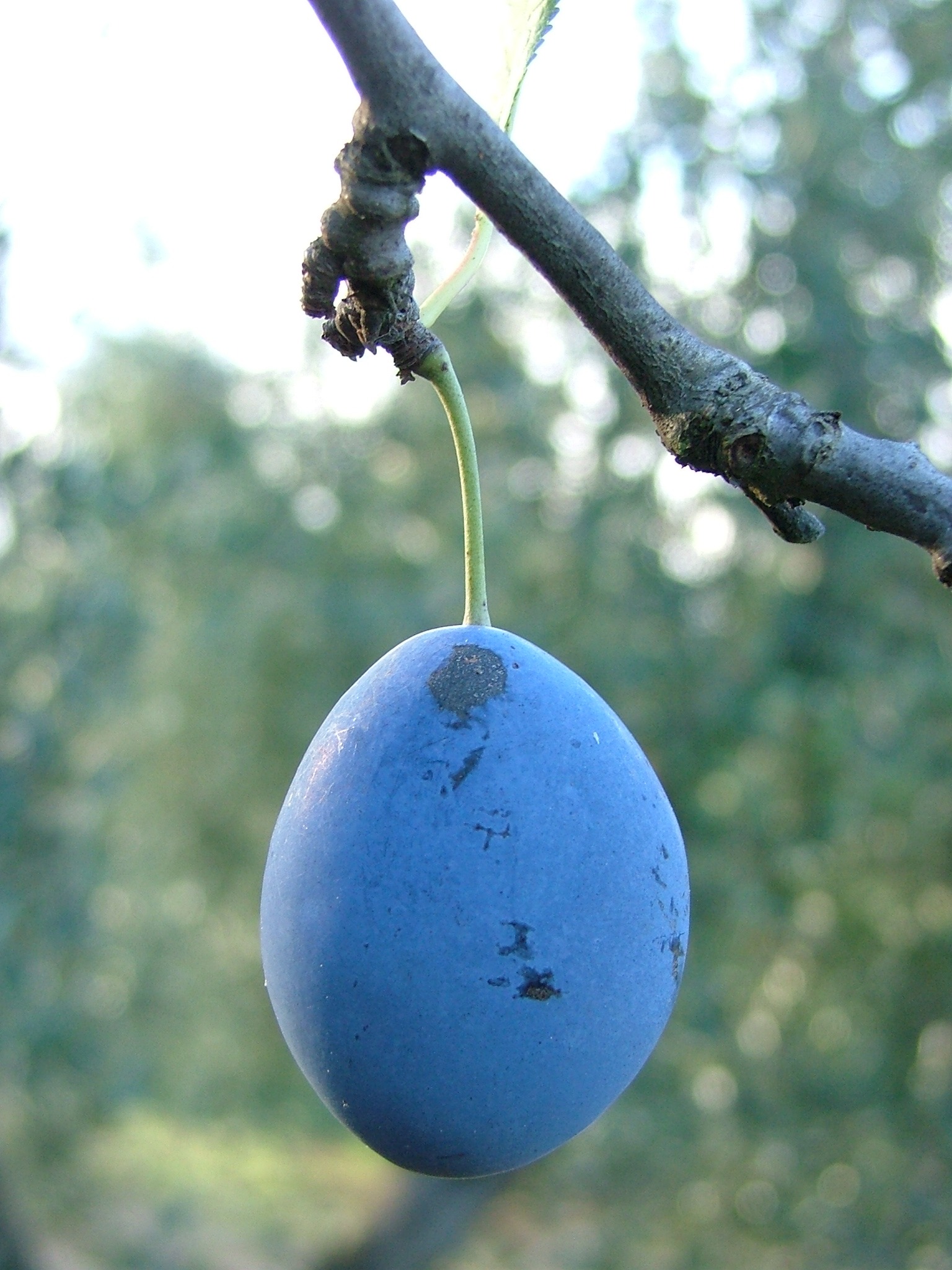 Plum Tree