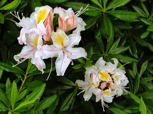 Western azalea (Rhododendron occidentale)