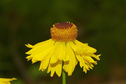 California Coneflower (Rudbeckia Californica)