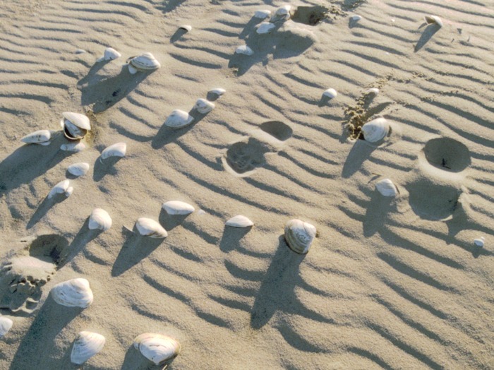 Shells on the Beach