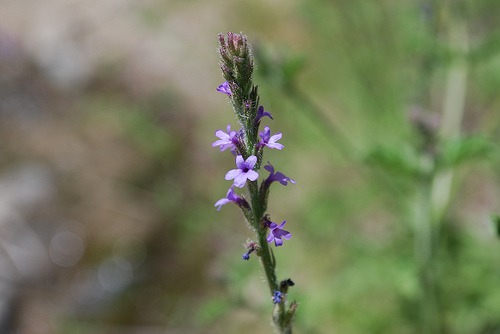 Common verbena (Verbena lasiostachys)