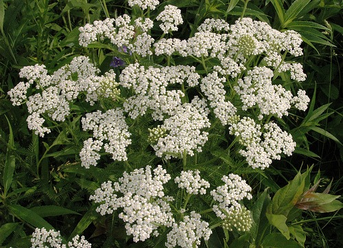 Yarrow (Achillea millefoliuma)