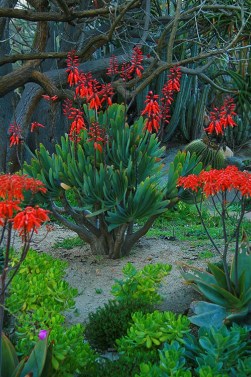 4 San Diego Gardens Full Of Landscaping Ideas Install It Direct