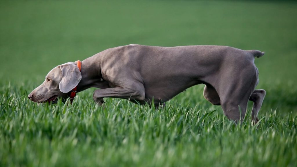 Dog sniffing in conventional grass.