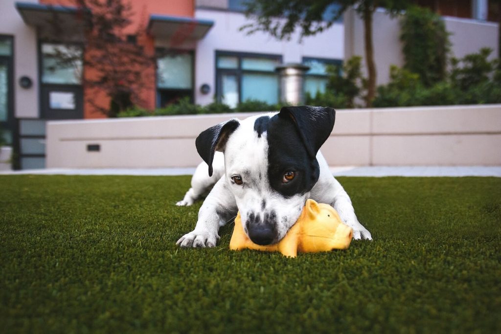Dog plays with toy on artificial turf lawn.