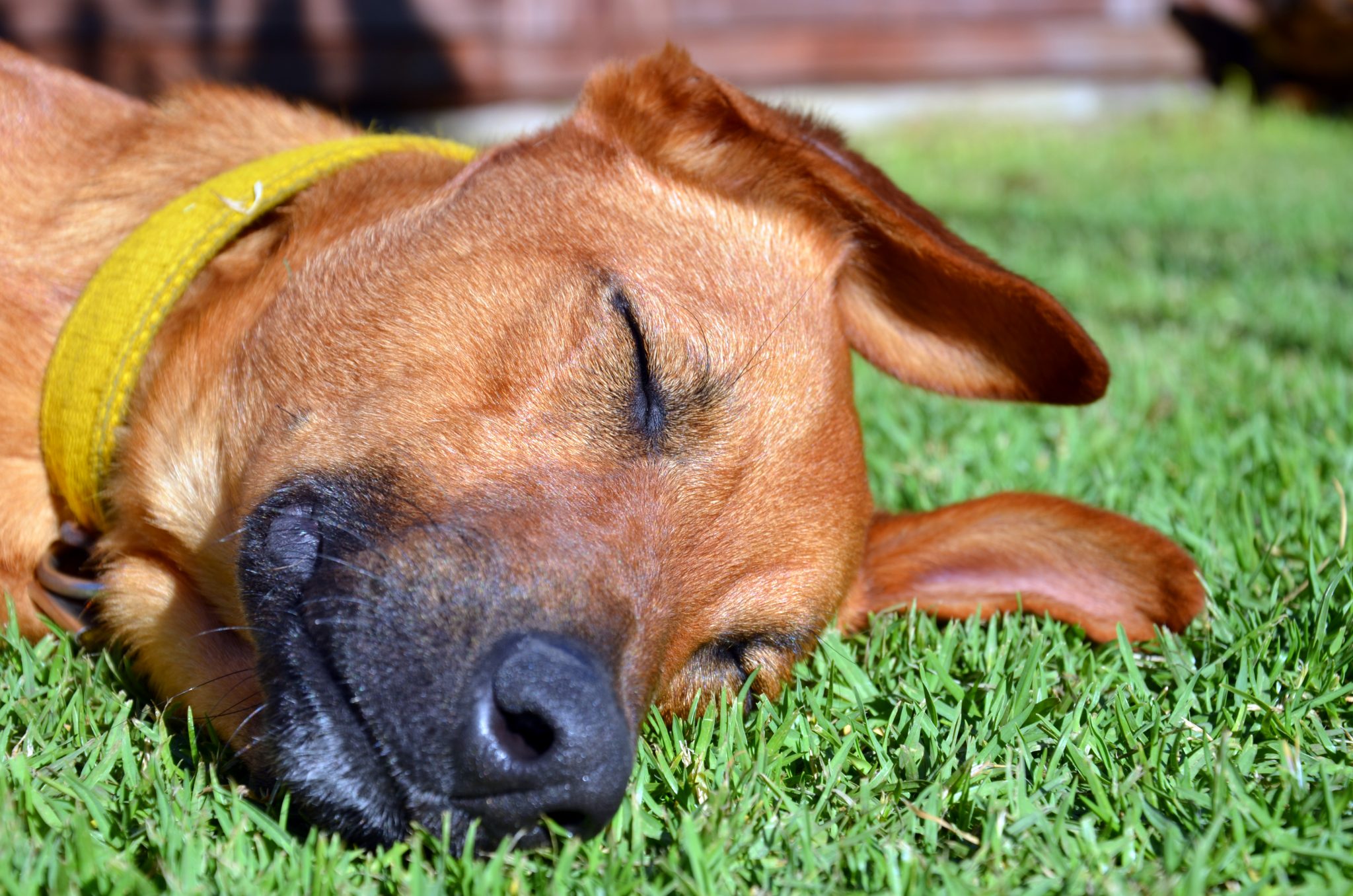 Fake Grass For Dogs Pet Friendly Artificial Guide Install Is Artificial Grass Pet Friendly