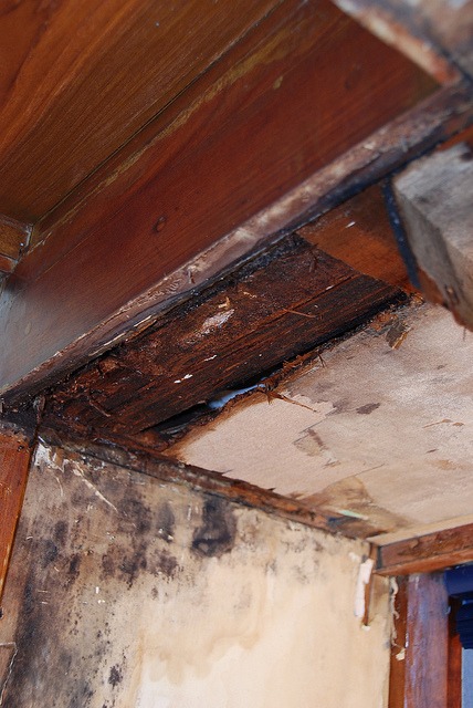 What Happens if Dry Rot is Left Unattended