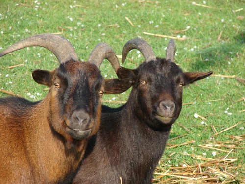 goats for fire damage control
