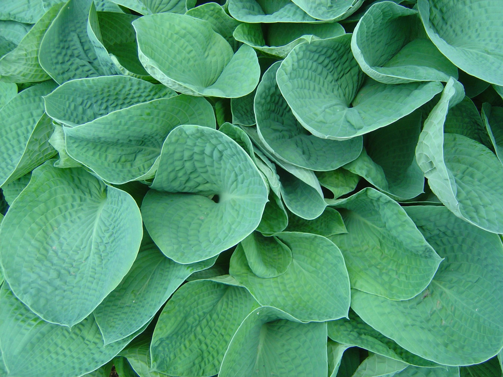 Green Hosta with Textured Leaves