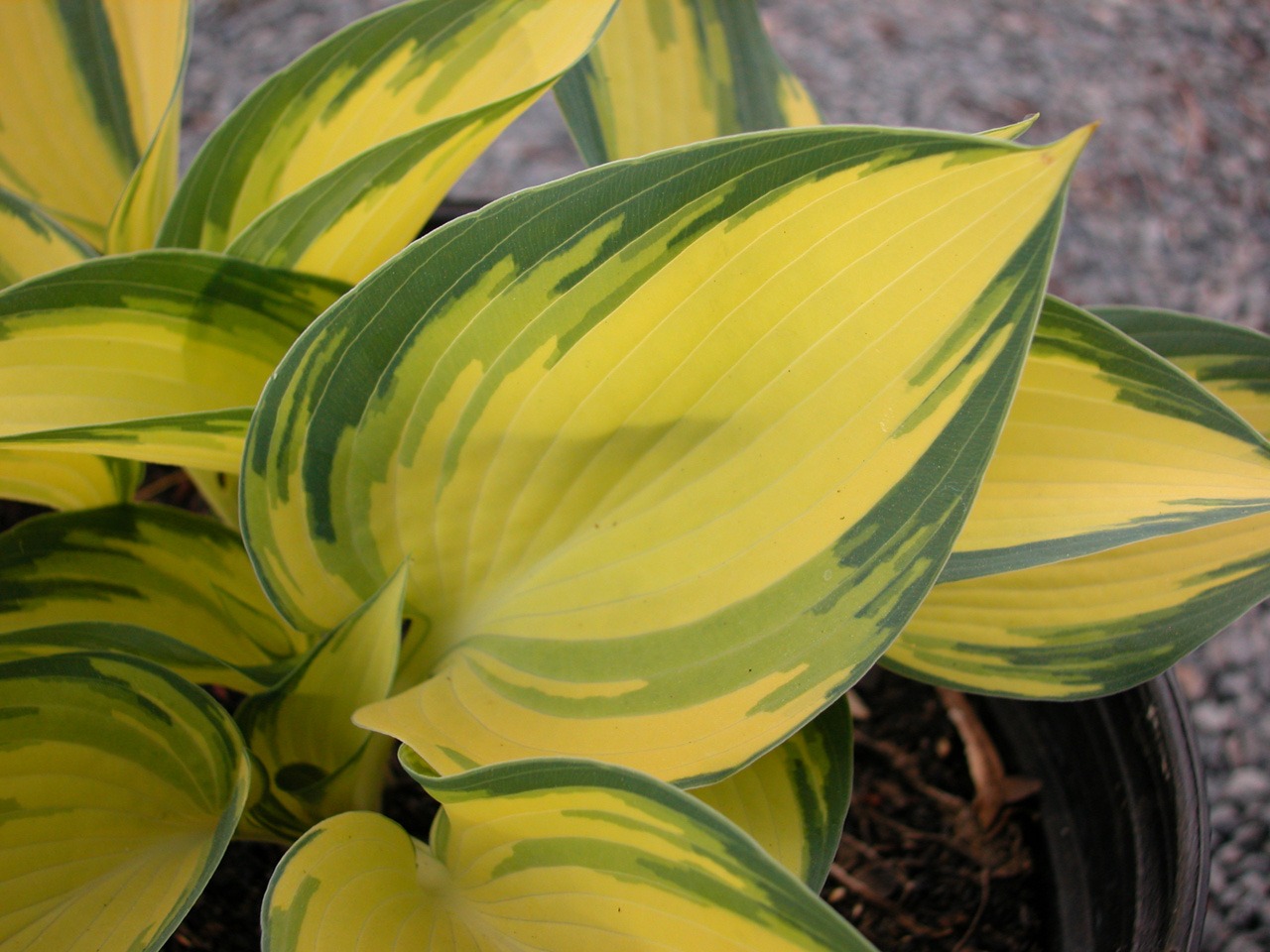 Hosta