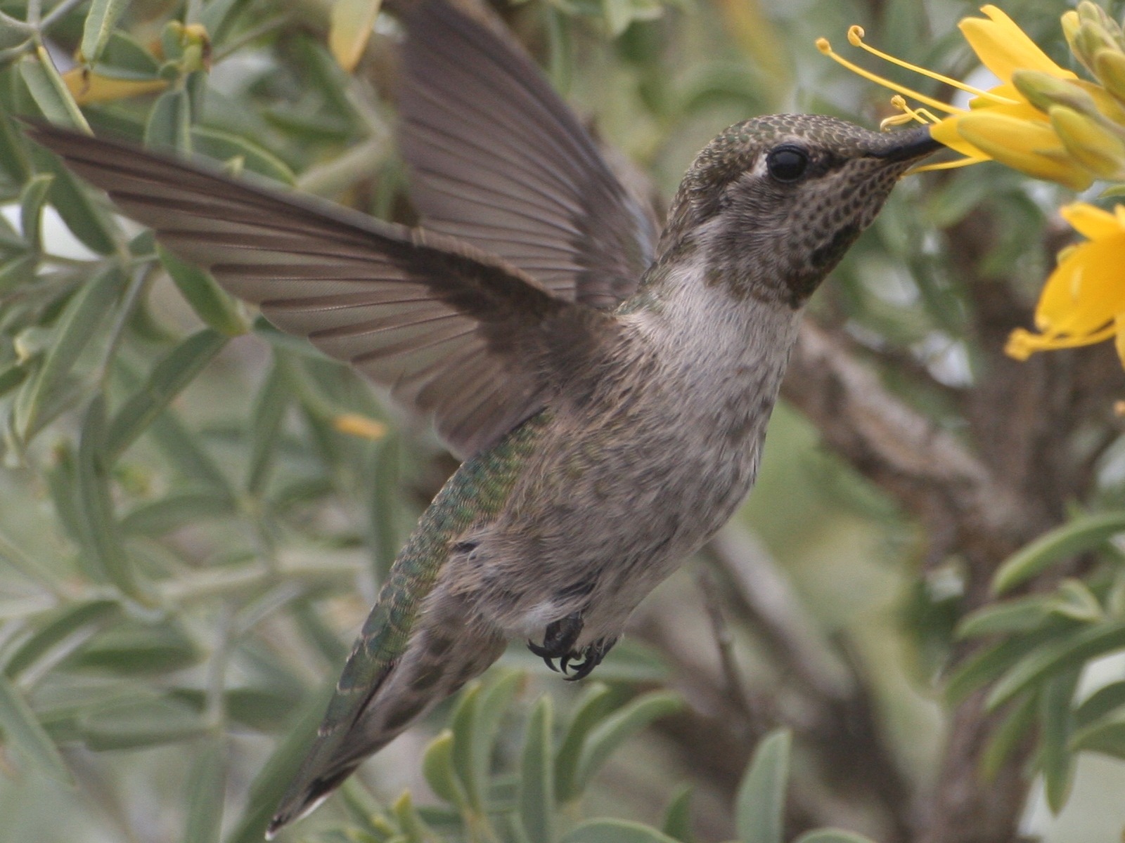 Hummingbird