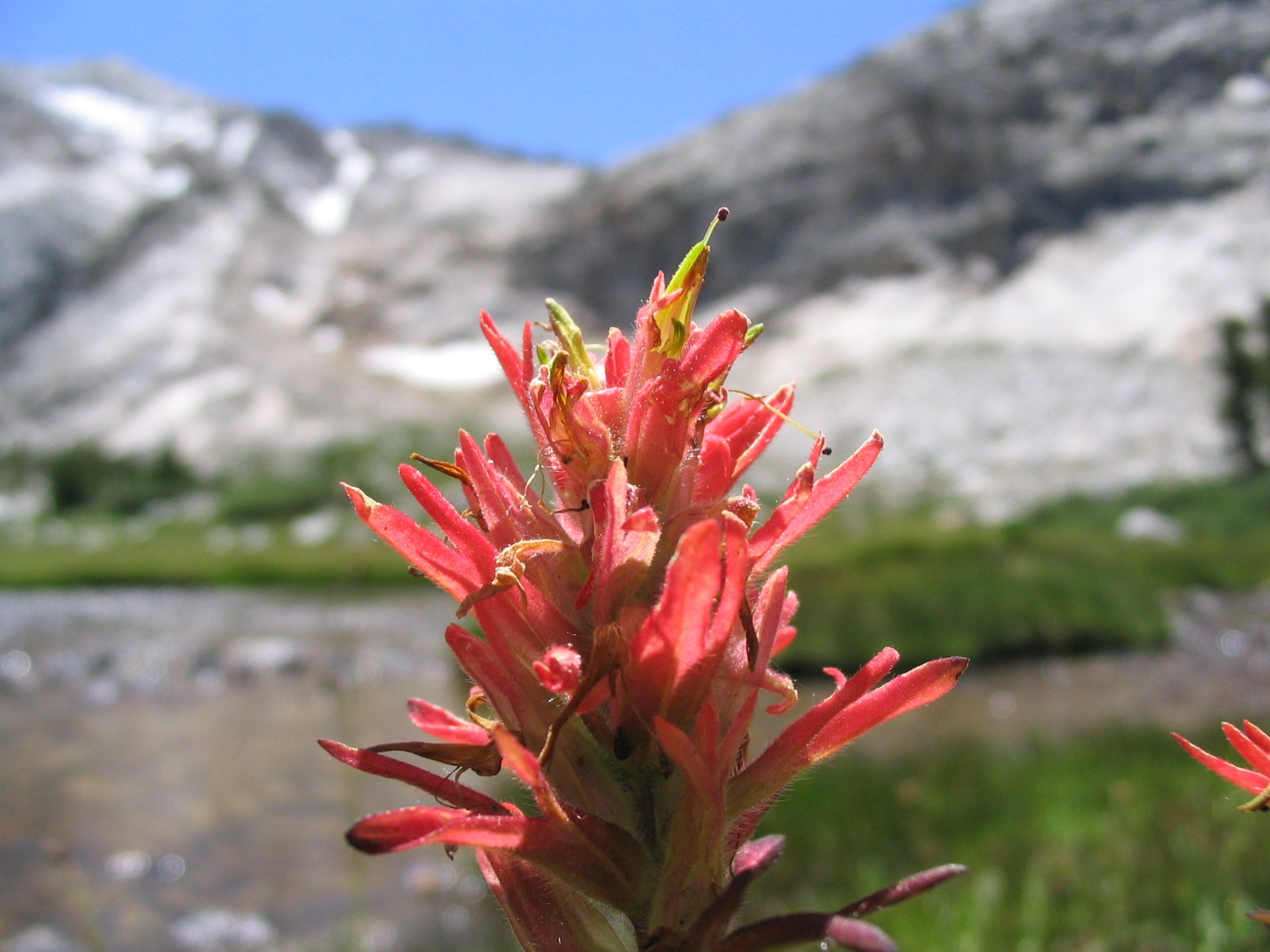 Indian Paintbrush