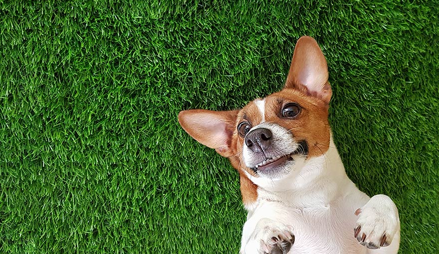 Pies tarzający się w sztucznej trawie