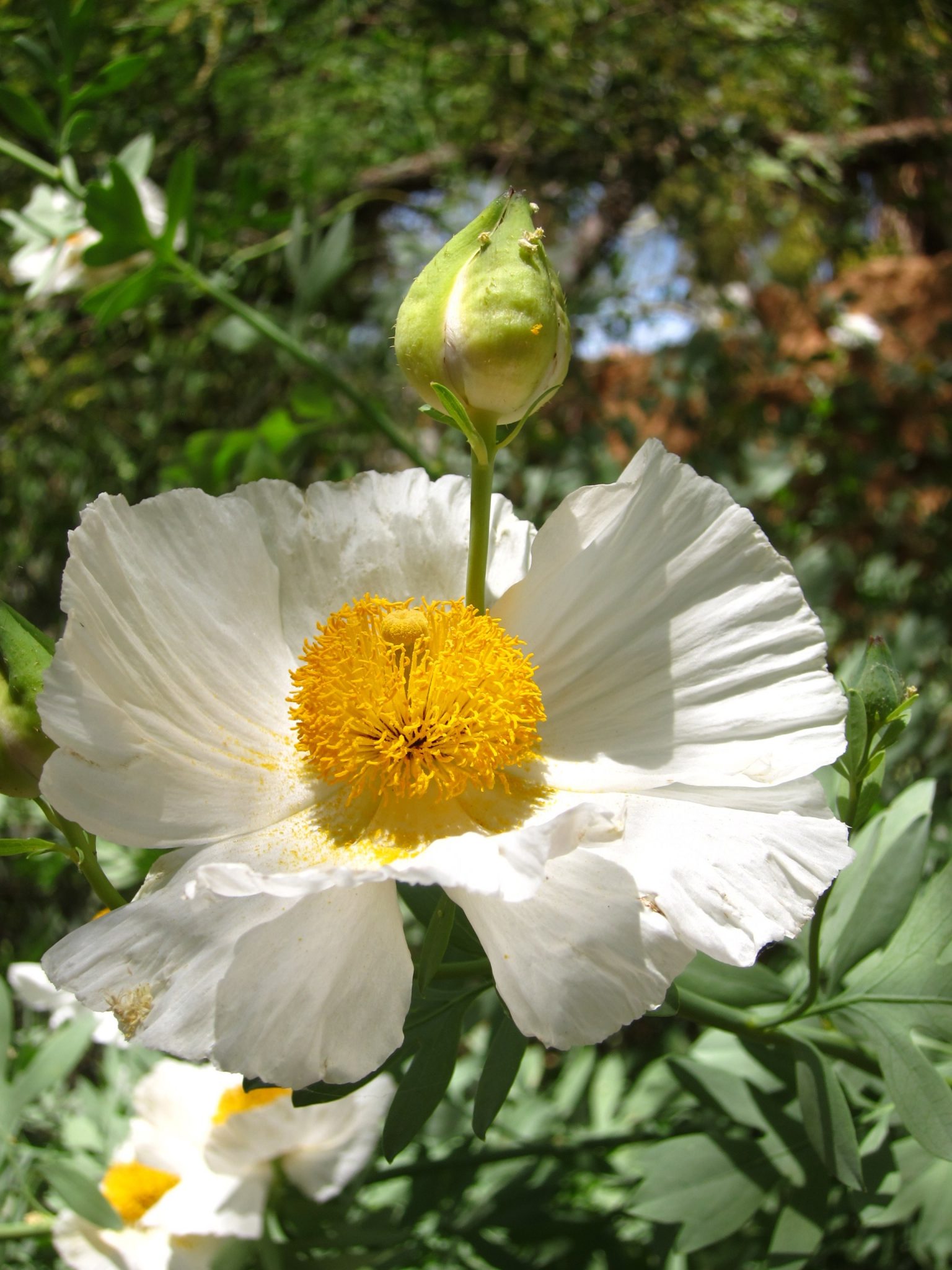 California Perennials 