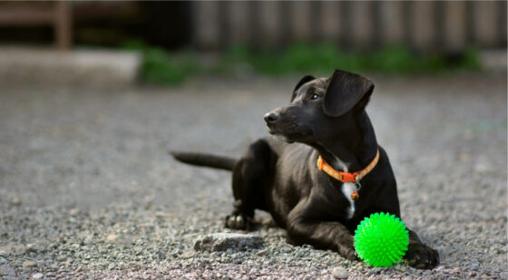 choosing a dog run ground cover