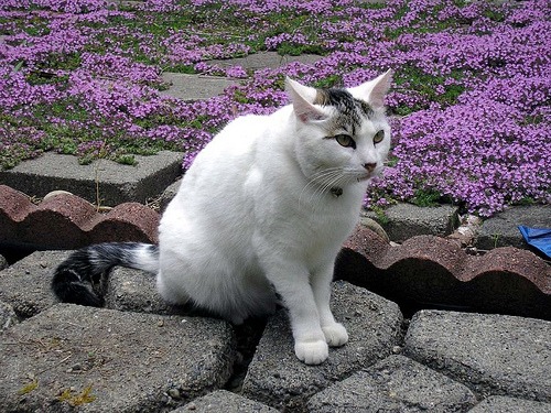 creeping thyme