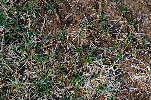 dead grass