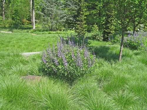 grasses lawn replacement