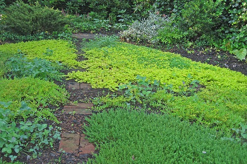lawn replacement