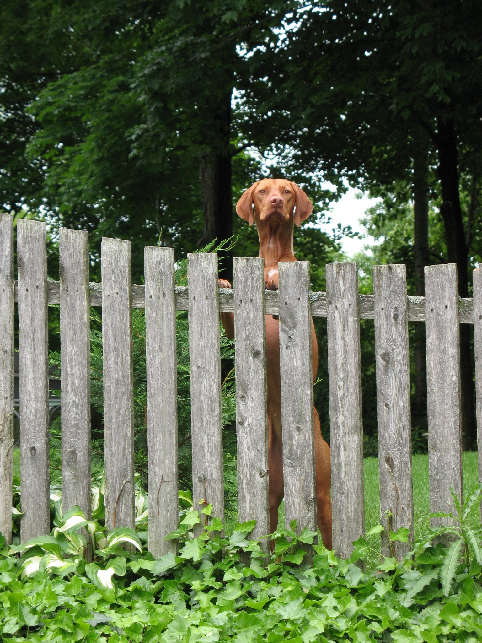 Large dog looks over fence