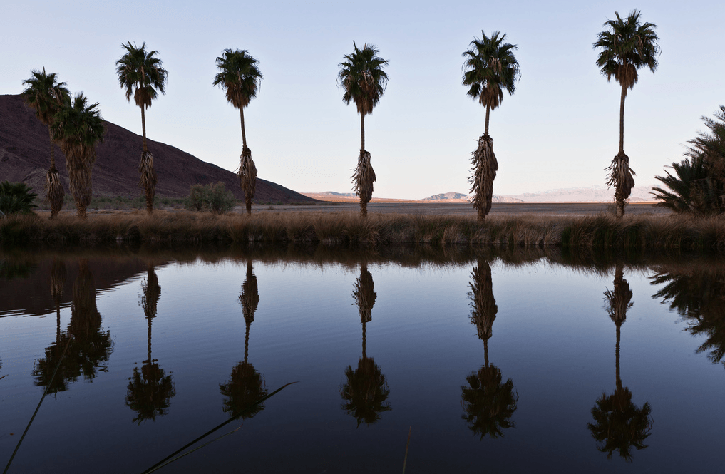 Southern California Palm Trees History Species Guide Install It Direct