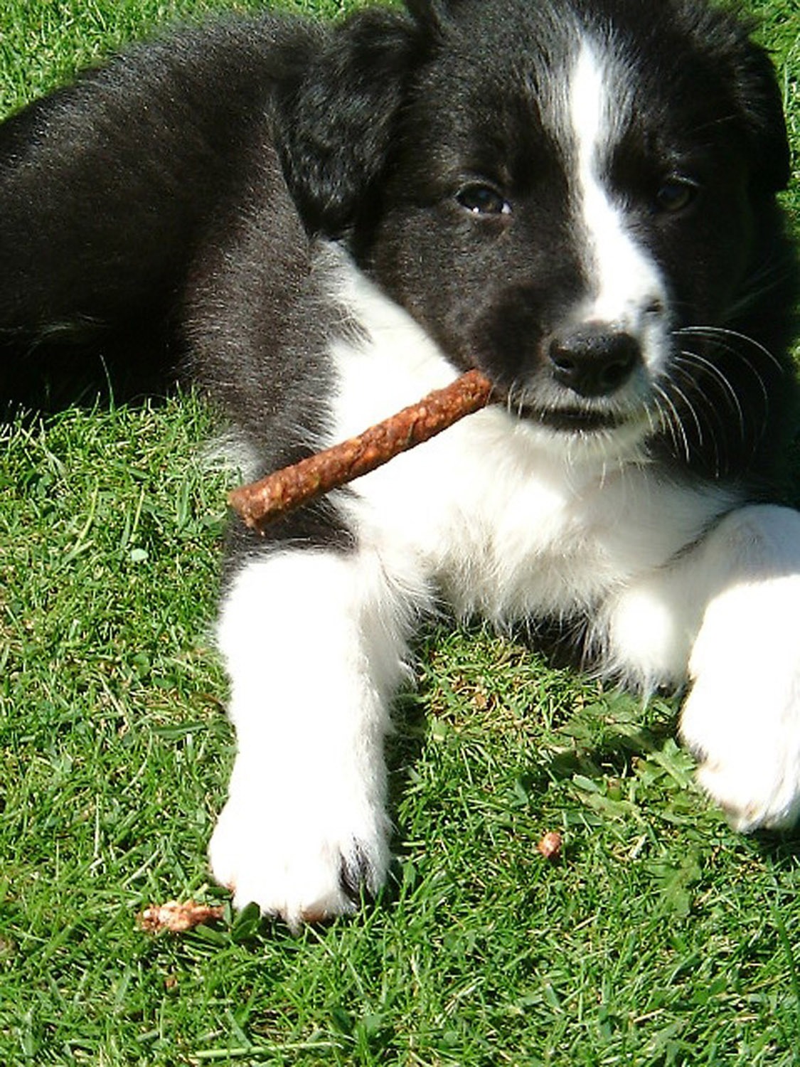 puppy chews on stick