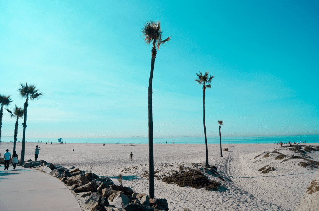 southern california palm trees