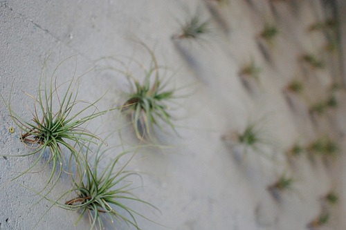 air plants on wall