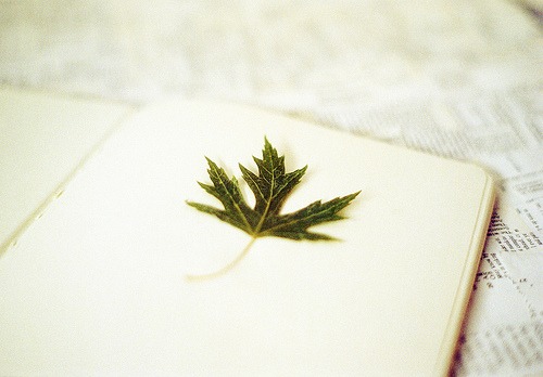 How to Press & Preserve Leaves for Crafts & Home Decor ...