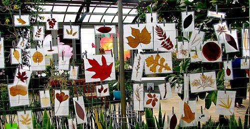 Things to do with Pressed or Preserved Leaves