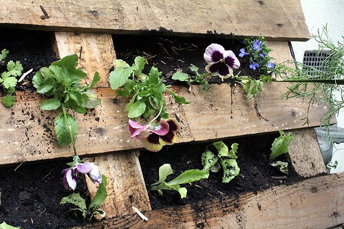 vertical garden in a pallet