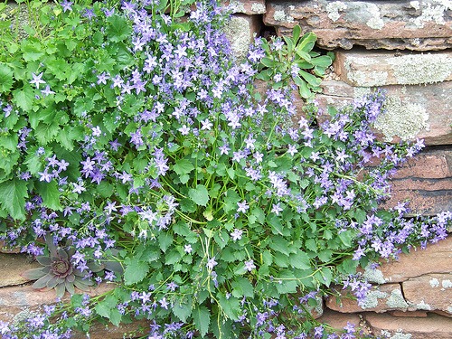 vertical garden in rocks