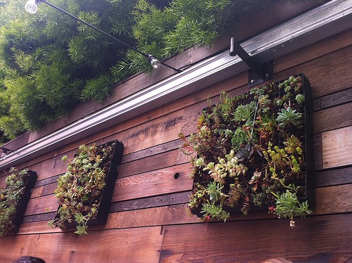 vertical garden nursery tray