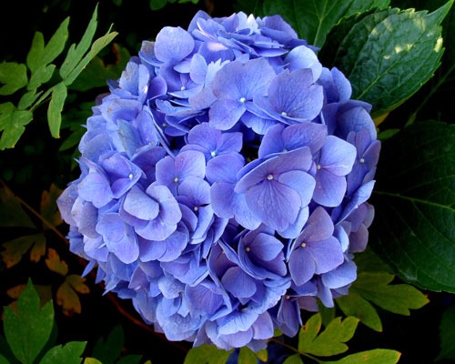 Blue Hydrangea