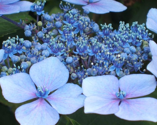 Blue Lacecape Hydrangea
