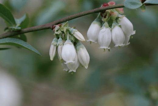 blueberry plant