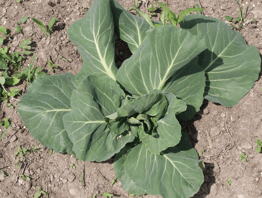 Kale