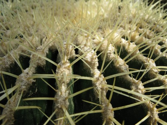 Thorny plants deter prowlers.