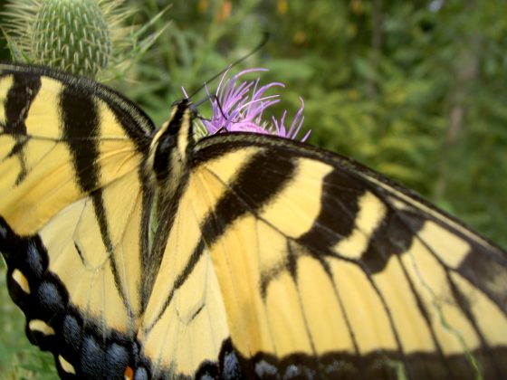 Allergen-Free Gardening Tips: Landscape Design Ideas for Allergy Sufferers