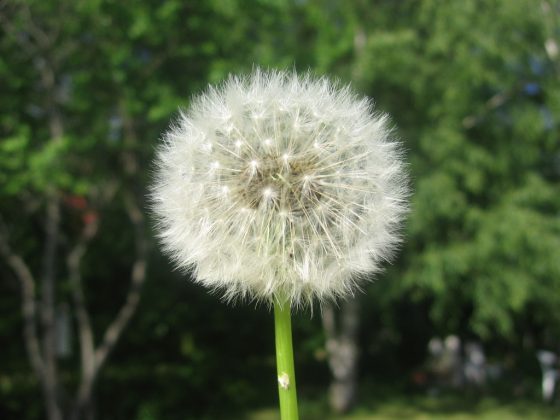 Landscape Ideas for Allergy Sufferers: Dandelion