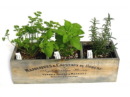 Gardener gift - herb garden